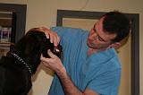 AUSCULTATION 132